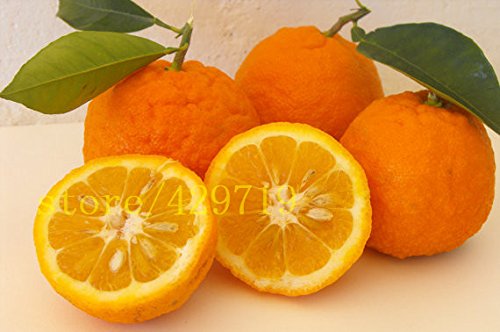 20 piezas bonsai semillas de naranja Mini árboles bonsai en maceta Balcón Patio árboles de frutas kumquat Semillas de transgénicos NO mandarina cítricos
