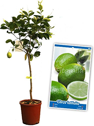 Lima - Árbol frutal de 2 años
