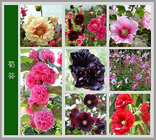 40PC china colorido malva tipo seeds.8 mezclaron las semillas de flores. Las plantas de jardín