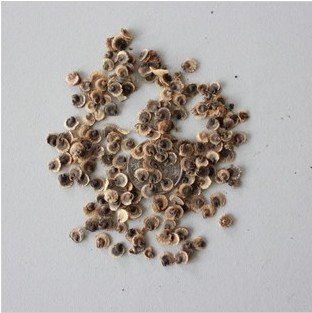 40PC china colorido malva tipo seeds.8 mezclaron las semillas de flores. Las plantas de jardín