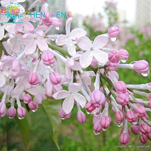 Borgoña: 50 French Lila Syringa Vulgaris Flower Arbusto Bush Semillas Amazing Garden Bonsai Tree Flower