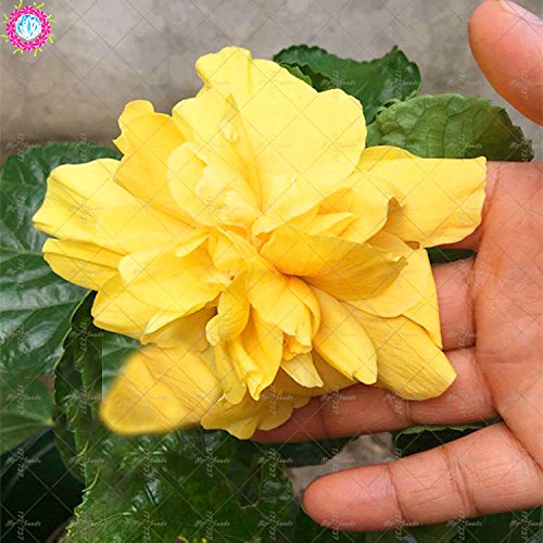 100PCS gigantes semillas de hibisco doble pétalos semillas de hibisco azul Bonsai semillas de flores raras planta de interior perenne para el jardín de 12