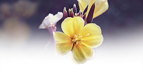 Aceite Corporal Revitalizante de Onagra, pieles maduras, aroma magnolia - Weleda (100 ml) - Se envía con: muestra gratis y una tarjeta superbonita que puedes usar como marca-páginas!