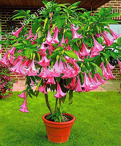 Gran venta Bonsai Tree Seeds 30Pcs Enano Brugmansia Suaveolens Flamenco Angel & # 39; S Trumpets!