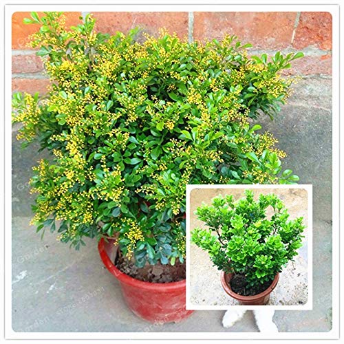 Hot Sale 100 Pcs Aglaia Odorata Seeds Rare Balcony Potted Plant Flower Seeds Elegant Flower Plant Garden Plants