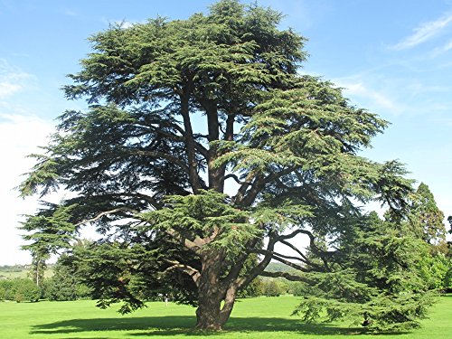SAFLAX - Cedro azul del Atlas - 20 semillas - Con sustrato estéril para cultivo - Cedrus atlantica