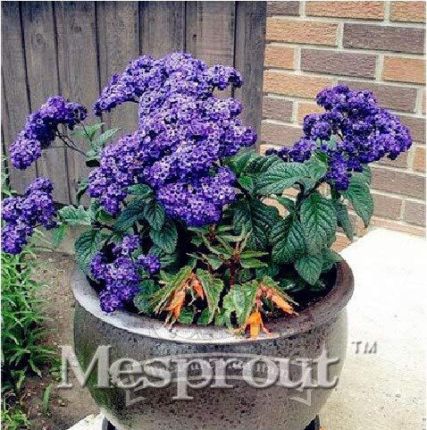 100 Unids Plato Cena Rainbow Heliotropium Arborescens Semillas Bonsai Chino Semillas de Flores Varios Colores Para Elegir Para el Jardín de su Casa