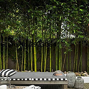 100seeds Giant Wholesale - Huge Phyllostachys pubescens moso bamboo seeds, produce edible shoot 100% real