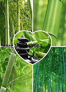 100seeds Giant Wholesale - Huge Phyllostachys pubescens moso bamboo seeds, produce edible shoot 100% real