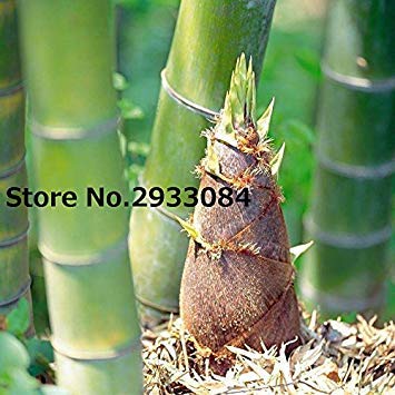 100seeds Giant Wholesale - Huge Phyllostachys pubescens moso bamboo seeds, produce edible shoot 100% real