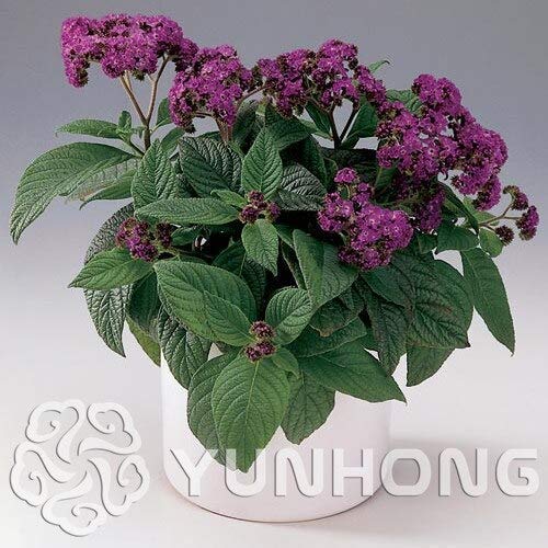 Cherry Pie Heliotropium Arborescens Semillas 100Pcs, Semillas de flores de plantas altamente fragantes, Semillas de flores marinas