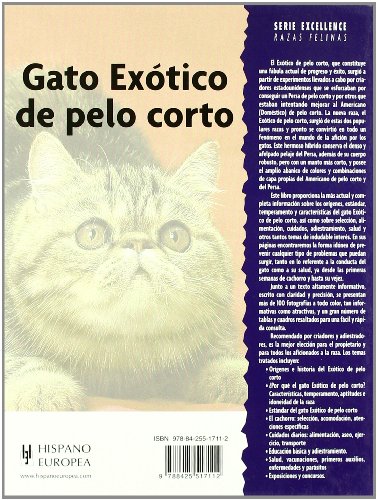 Gato Exótico de pelo corto (Excellence)