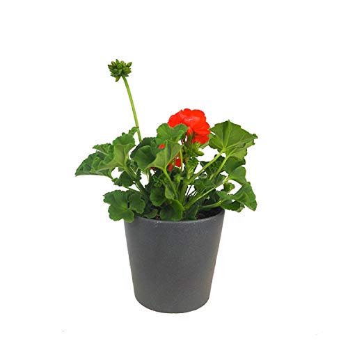 Geranio Rojo, Rosa, Blanco, Naranja, Morado Planta Natural en Maceta Colores Surtidos