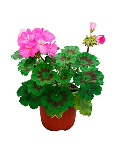 Geranio Rojo, Rosa, Blanco, Naranja, Morado Planta Natural en Maceta Colores Surtidos