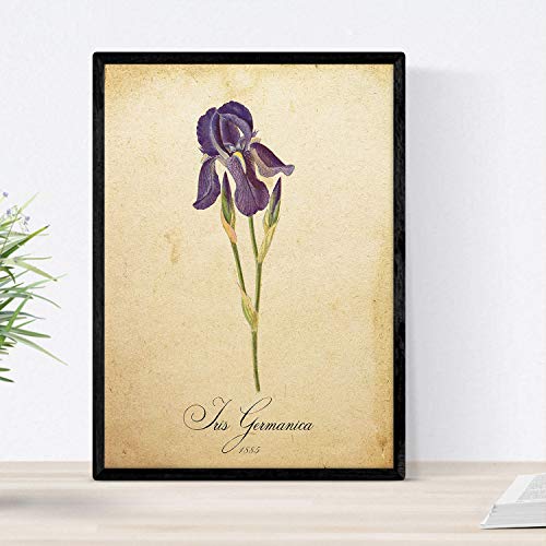Nacnic Poster de Flores Vintage. Lámina Iris germanica con diseño Vintage. Diseño de botánica para Interiores. Tamaño A4
