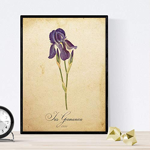 Nacnic Poster de Flores Vintage. Lámina Iris germanica con diseño Vintage. Diseño de botánica para Interiores. Tamaño A4