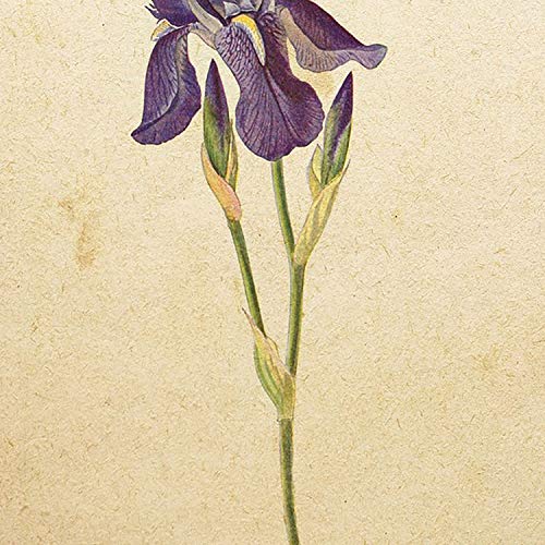 Nacnic Poster de Flores Vintage. Lámina Iris germanica con diseño Vintage. Diseño de botánica para Interiores. Tamaño A4