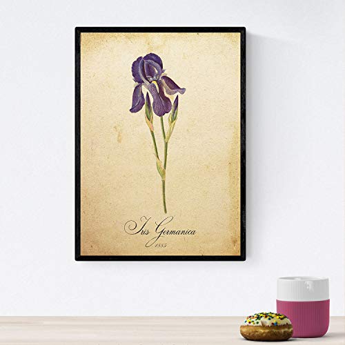 Nacnic Poster de Flores Vintage. Lámina Iris germanica con diseño Vintage. Diseño de botánica para Interiores. Tamaño A4