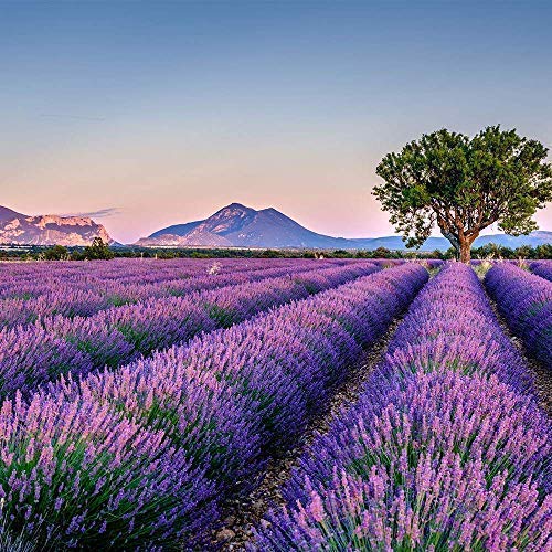 OLILLY Cosecha 2019-12 x Saquitos de Lavanda de Provenza (Blanco, 12 Saquitos)