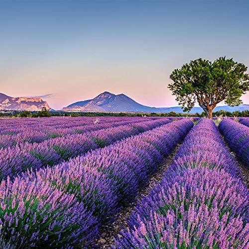 OLILLY Cosecha 2019-25 x Saquitos de Lavanda de Provenza (Blanco, 25 Saquitos)
