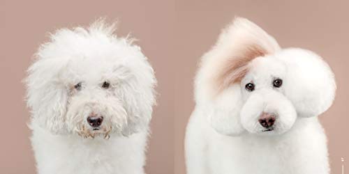 Puppy Styled: Japanese Dog Grooming: Before & After