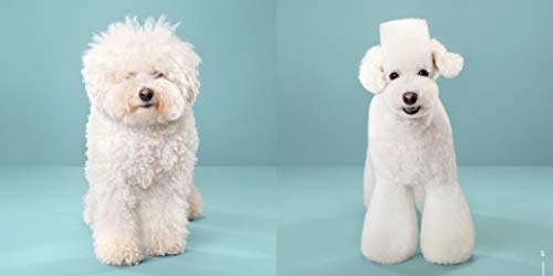 Puppy Styled: Japanese Dog Grooming: Before & After