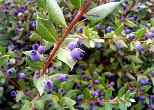 SAFLAX - Mirto - 30 semillas - Myrtus communis