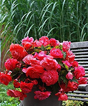 Semillas BloomGreen Co. Flor: Semillas Semillas de flores Begonias tuberosa Granja Greenary para jardÃ­n [Home Garden Semillas Eco Pack] Semillas de la planta