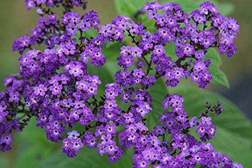 Semillas de heliotropo marino - Heliotropium arborescens