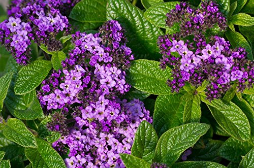 Semillas de heliotropo marino - Heliotropium arborescens