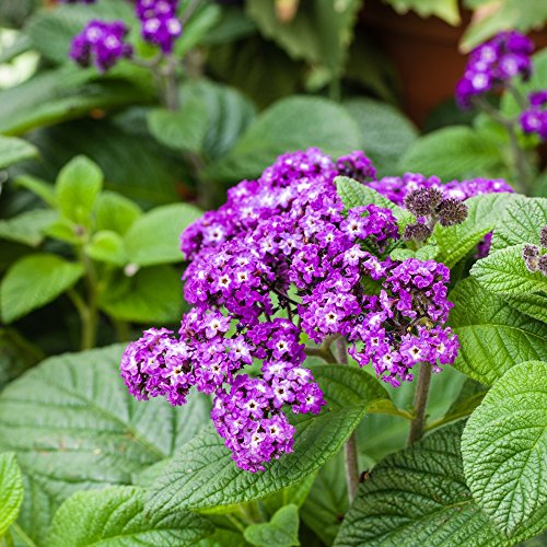 Semillas de heliotropo marino - Heliotropium arborescens