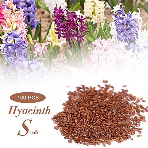 Semillas De Hyacinthus Orientalis, 100 Piezas/Bolsa Semillas Jacinto Color Mixto, Semillas Flores Macetas Plantas Jacinto Para Paisajismo Ambiental/DecoracióN Casas/PlantacióN Jardines