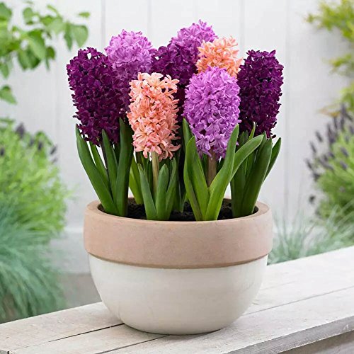 Semillas De Hyacinthus Orientalis, 100 Piezas/Bolsa Semillas Jacinto Color Mixto, Semillas Flores Macetas Plantas Jacinto Para Paisajismo Ambiental/DecoracióN Casas/PlantacióN Jardines