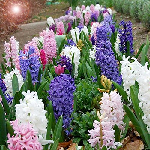 Semillas De Hyacinthus Orientalis, 100 Piezas/Bolsa Semillas Jacinto Color Mixto, Semillas Flores Macetas Plantas Jacinto Para Paisajismo Ambiental/DecoracióN Casas/PlantacióN Jardines