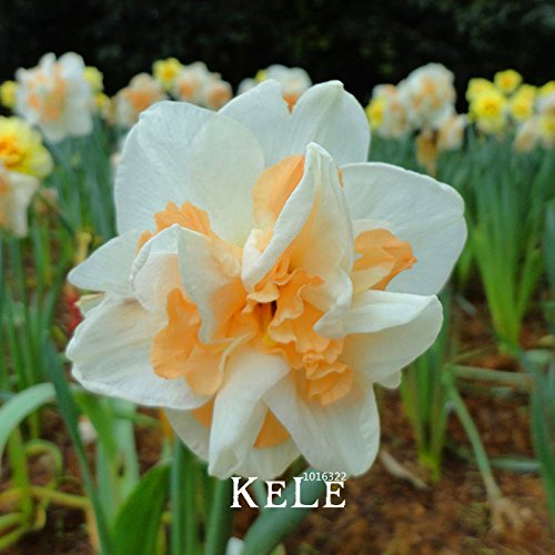 ShopMeeko Seeds:New Fresh Beautiful Narcissus Flower Balcony Plants Daffodil Bonsai Absorption Radiation Narcissus Tazetta Garden,100 Pieces : 2