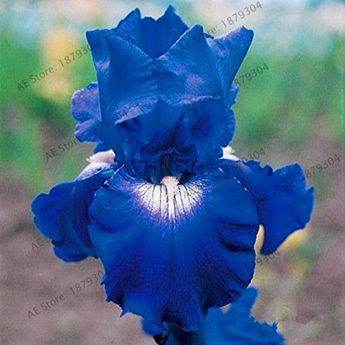 SwansGreen 2 : 50pcs/bag Iris orchid seeds,perennial bonsai Plant butterfly iris flower seeds for home garden planting 2