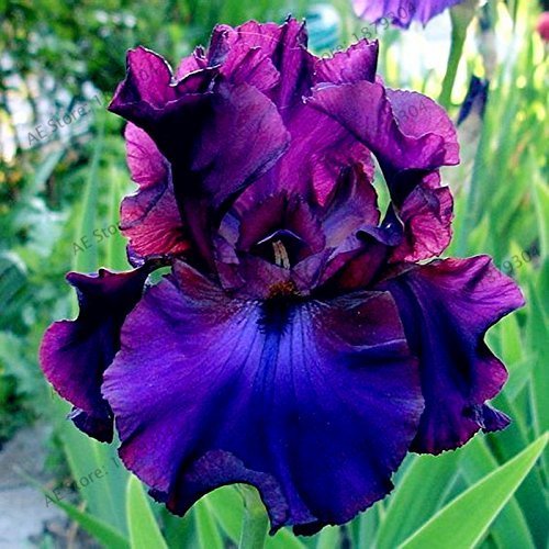 SwansGreen 2 : 50pcs/bag Iris orchid seeds,perennial bonsai Plant butterfly iris flower seeds for home garden planting 2
