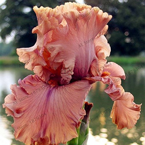 SwansGreen 2 : 50pcs/bag Iris orchid seeds,perennial bonsai Plant butterfly iris flower seeds for home garden planting 2