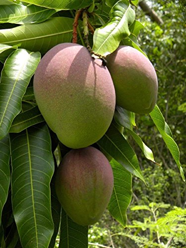 SwansGreen verde de la hoja Â® árboles de mango (Mangifera indica) 2 Semillas
