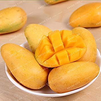 Vistaric 2 Unids Semillas de Mango Mini Mangifera Indica Semillas de Ãrboles Bonsai Semillas de Ãrboles Raras OrgÃ¡nicas Deliciosas Semillas de Frutas Planta DIY Para El Hogar JardÃ­n 4