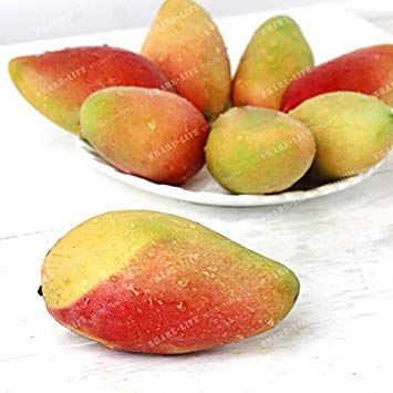 Vistaric 2 Unids Semillas de Mango Mini Mangifera Indica Semillas de Ãrboles Bonsai Semillas de Ãrboles Raras OrgÃ¡nicas Deliciosas Semillas de Frutas Planta DIY Para El Hogar JardÃ­n 4