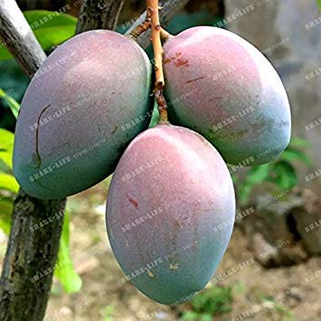 Vistaric 2 Unids Semillas de Mango Mini Mangifera Indica Semillas de Ãrboles Bonsai Semillas de Ãrboles Raras OrgÃ¡nicas Deliciosas Semillas de Frutas Planta DIY Para El Hogar JardÃ­n 4