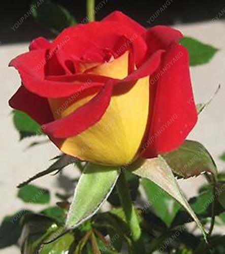 100 piezas / bolsa de 16 tipos de semillas de rosa raras Semillas Semillas de flores de color Bonsai Inicio planta en maceta de jardín verde libre del envío
