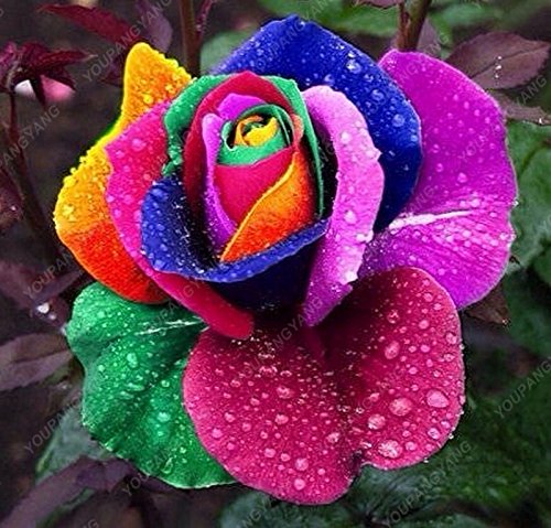 100 piezas / bolsa de 16 tipos de semillas de rosa raras Semillas Semillas de flores de color Bonsai Inicio planta en maceta de jardín verde libre del envío