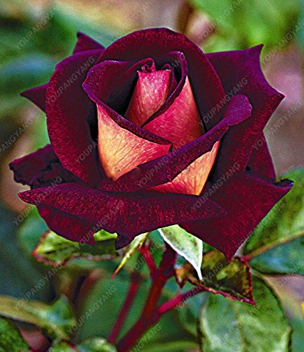 100 piezas / bolsa de 16 tipos de semillas de rosa raras Semillas Semillas de flores de color Bonsai Inicio planta en maceta de jardín verde libre del envío