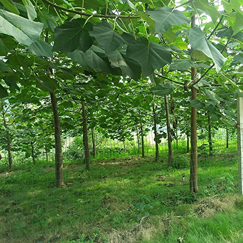 30 semillas / paquete, envío libre, blanco, azul, púrpura semilla de paulownia rosa, las semillas más bellos árboles, plantas raras
