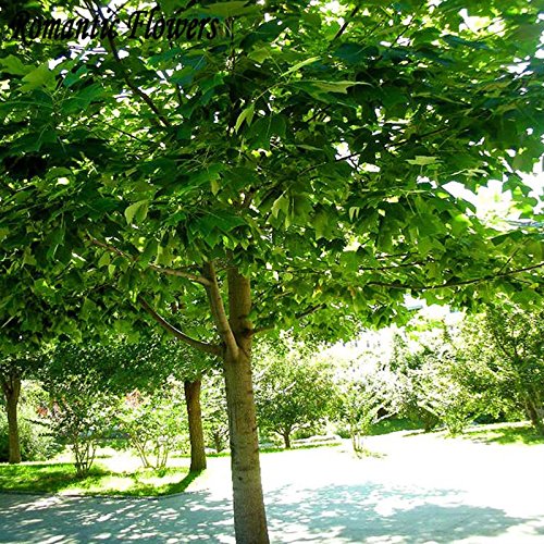 30 semillas / paquete, envío libre, blanco, azul, púrpura semilla de paulownia rosa, las semillas más bellos árboles, plantas raras