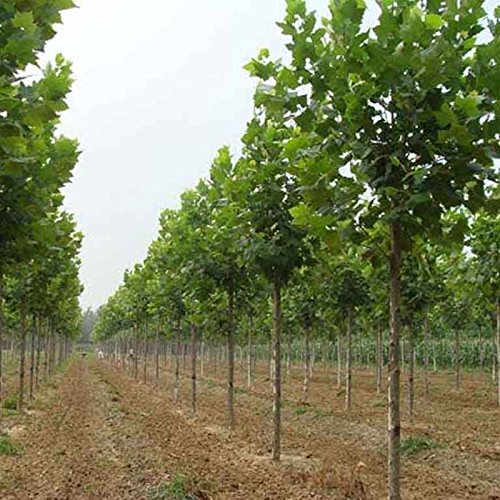 30 semillas / paquete, envío libre, blanco, azul, púrpura semilla de paulownia rosa, las semillas más bellos árboles, plantas raras