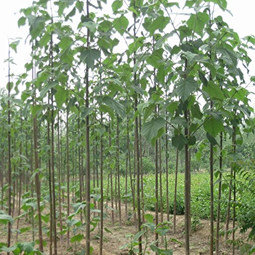 30 semillas / paquete, envío libre, blanco, azul, púrpura semilla de paulownia rosa, las semillas más bellos árboles, plantas raras