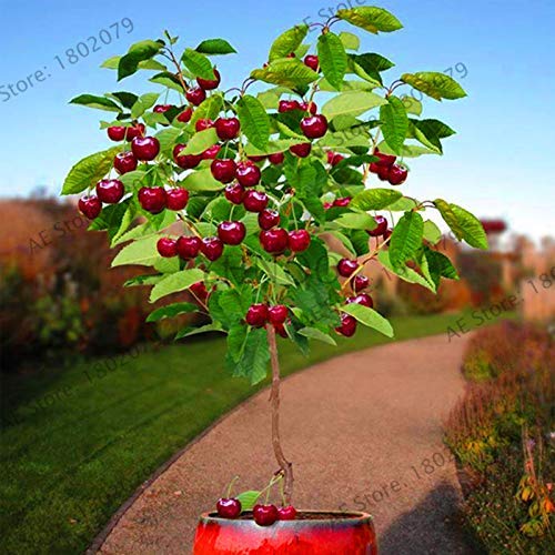 AGROBITS Nueva llegada! 20 cerezo del Ã¡rbol Bonsai Australia cerezo negro Plantas Plantas raras de Ã¡rboles frutales para plantar jardÃ­n de su casa, R4MZFX
